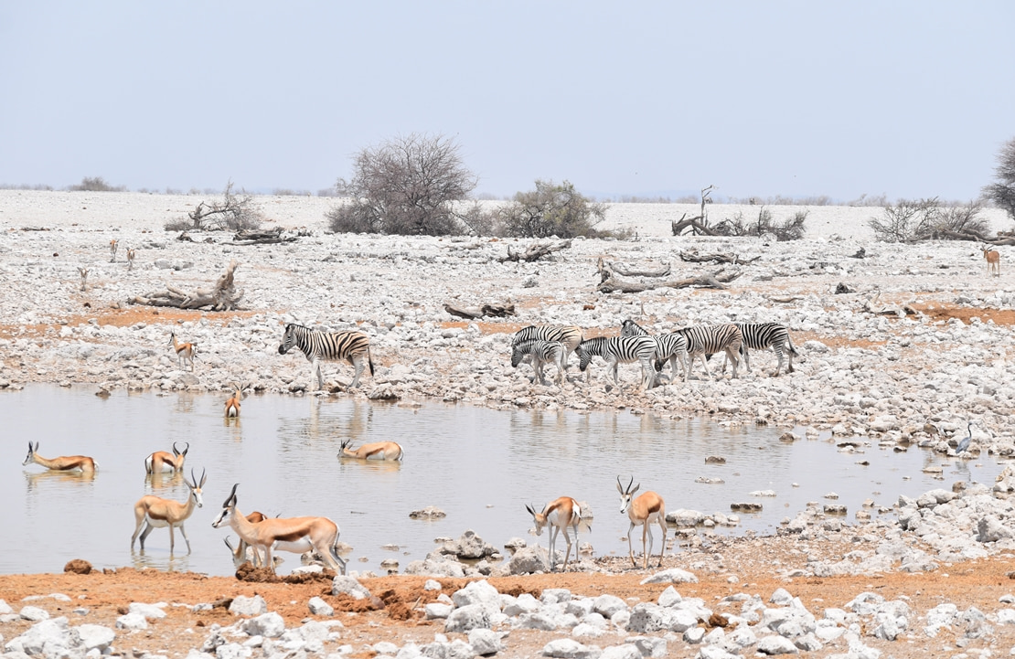 Safari à Etosha – Zèbres et antilopes s’abreuvant à un point d’eau - Amplitudes