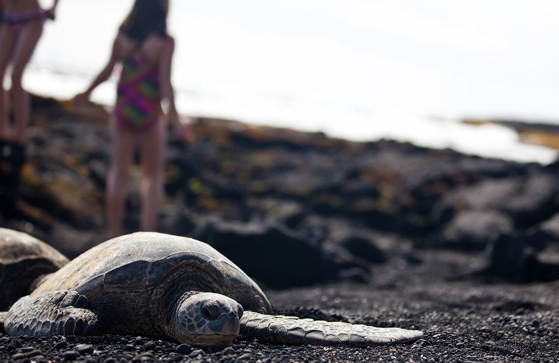 Circuit chauffeur-guide à Hawaii - La plage de Punaluu, son sable noir et ses tortues - Amplitudes 