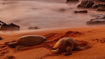 Voyage sur mesure à Hawaii - Les tortues de mer se reposant sur le sable d'ambre - Amplitudes