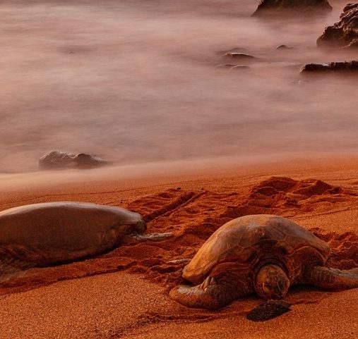 Voyage sur mesure à Hawaii - Les tortues de mer se reposant sur le sable d'ambre - Amplitudes