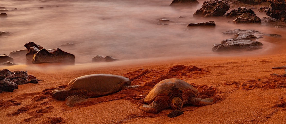 Voyage sur mesure à Hawaii - Les tortues de mer se reposant sur le sable d'ambre - Amplitudes