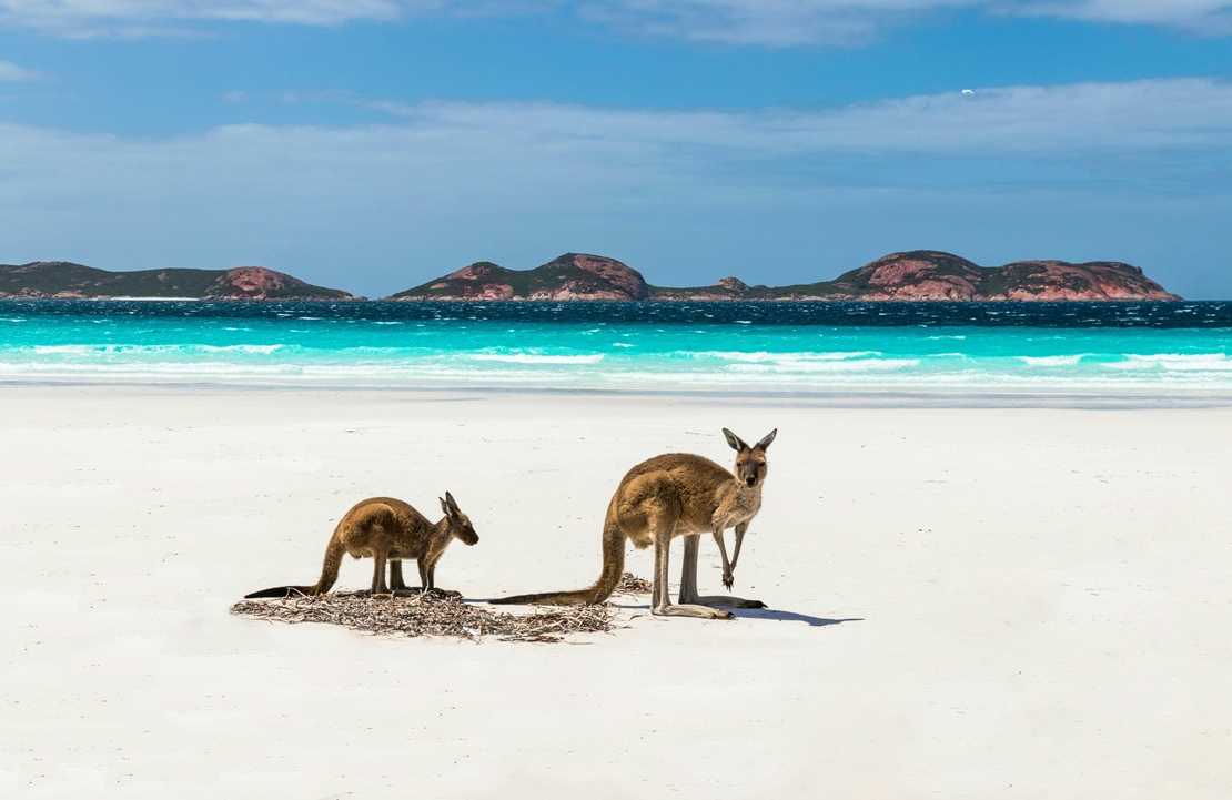 Road trip sur Kangaroo Island - Deux kangourous sur une plage - Amplitudes
