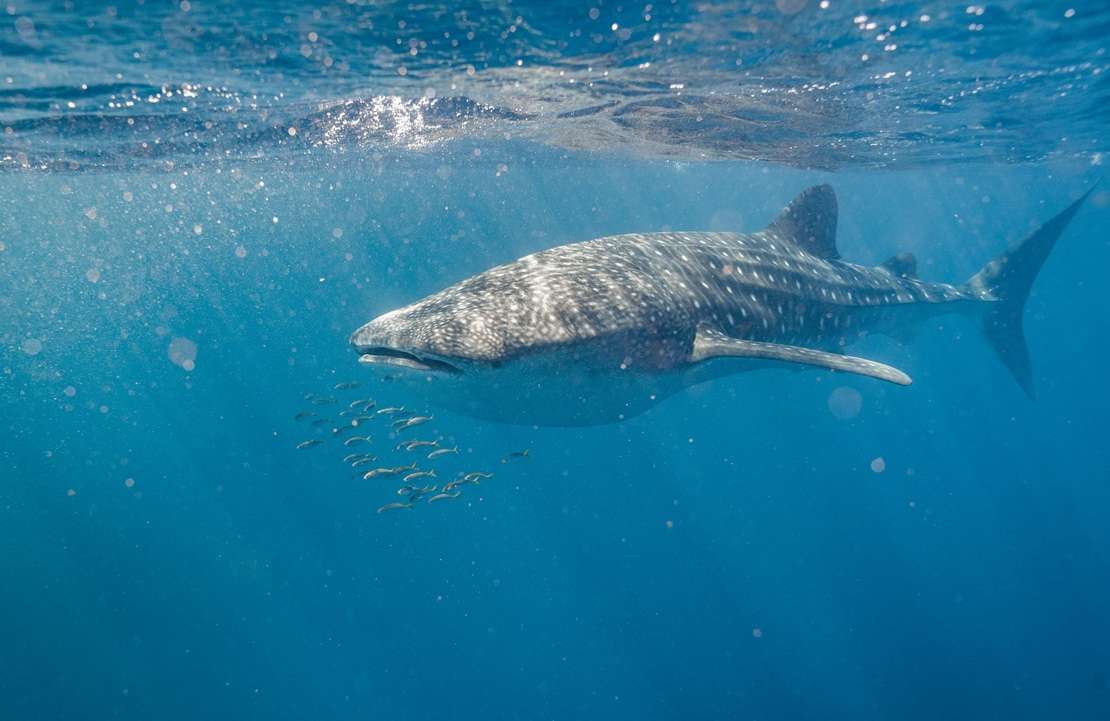 Voyage hors des sentiers battus en Australie - Un requin-baleine dans le Ningaloo Reef - Amplitudes