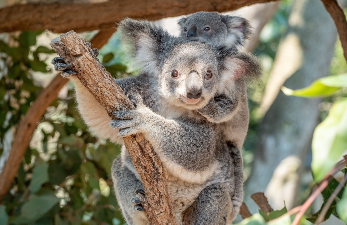 Séjour sur Magnetic Island - Les koala du Parc national - Amplitudes