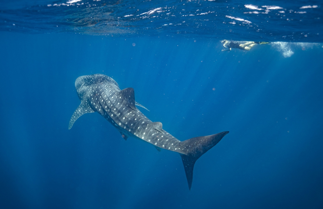 Autotour sur la côte ouest australienne - Un requin-baleine dans la baie de Ningaloo Reef - Amplitudes