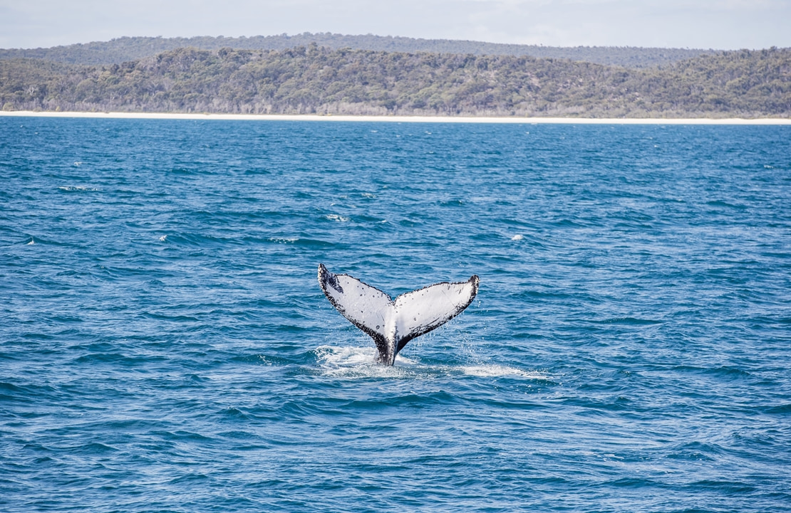 Circuit au volant à K'Gari - La queue d'une baleine devant Fraser Island - Amplitudes
