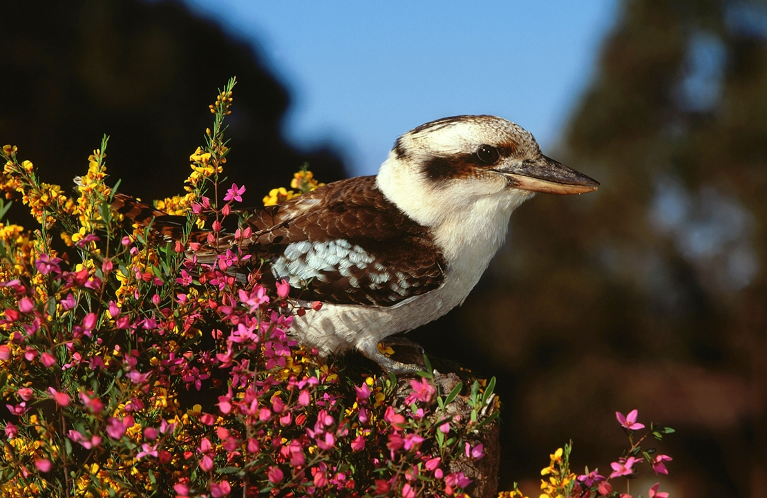 Voyage en famille en Australie - Un kookaburra perché sur sa branche - Amplitudes