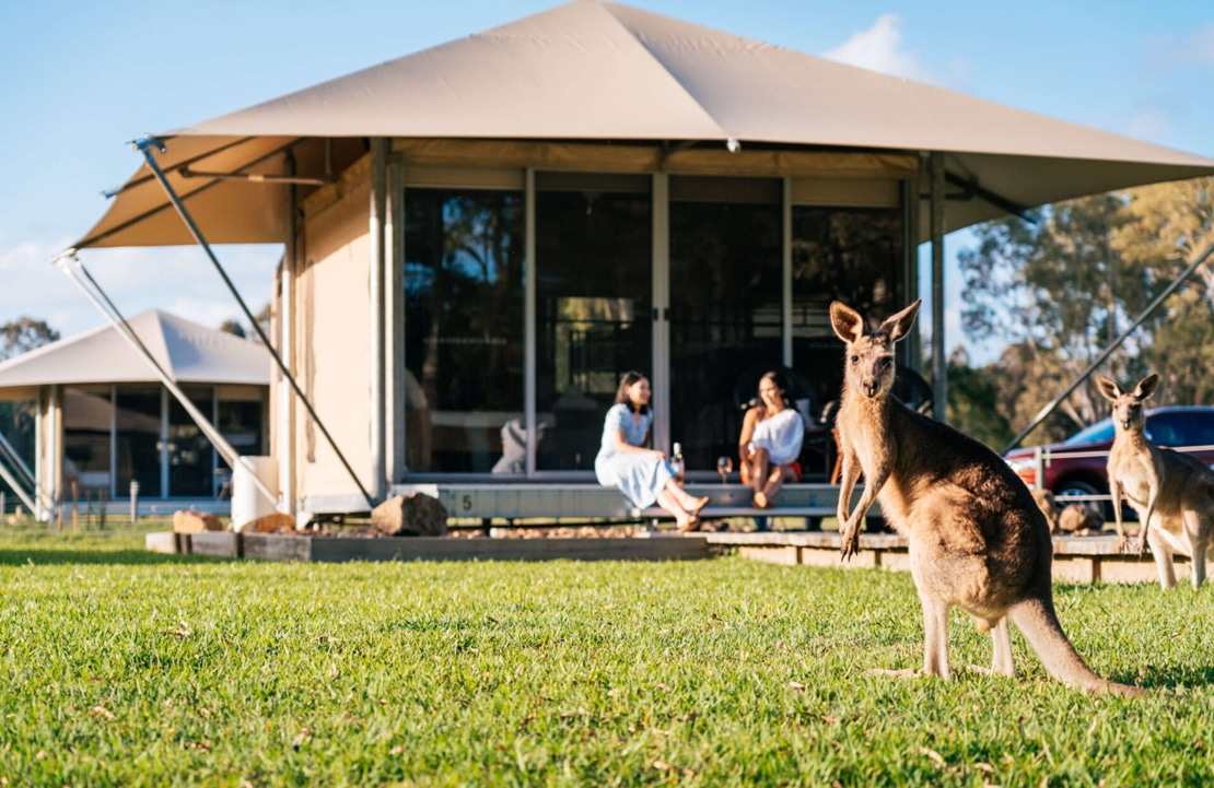 Glamping en Australie - Un kangourou devant votre tente du Habitat Noosa Glamping - Amplitudes