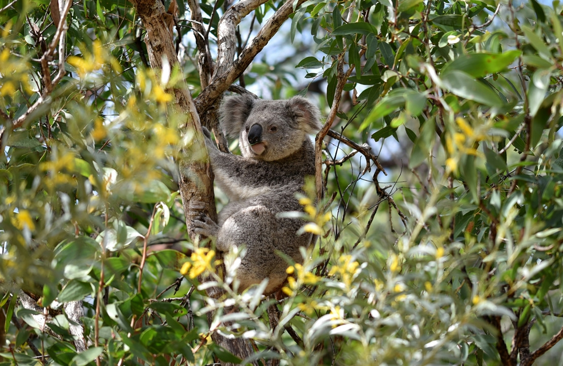 Séjour sur Magnetic Island - Un koala niché dans un eucalyptus - Amplitudes