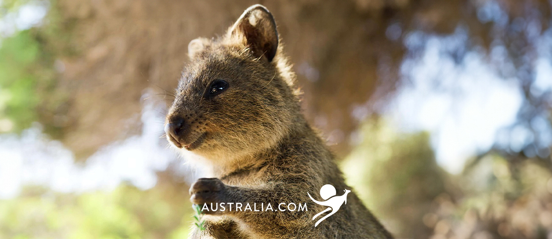 Voyage sur mesure en Australie - Un quokka sur Rottnest Island - Amplitudes