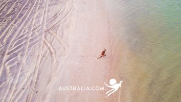 Voyage sur mesure en Australie - Un kangourou sur la Seventy Miles Beach - Amplitudes