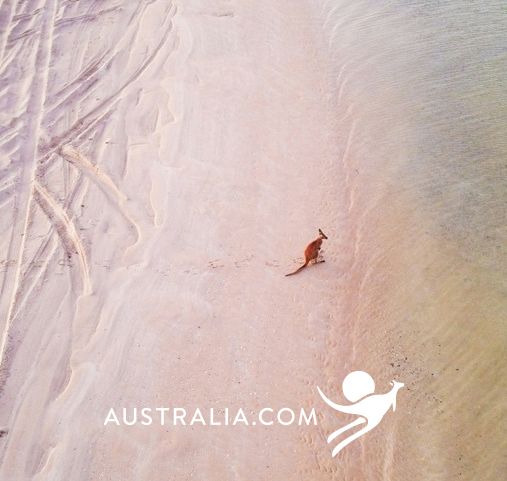 Voyage sur mesure en Australie - Un kangourou sur la Seventy Miles Beach - Amplitudes