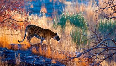 Safari en Inde - Le roi, chez lui - Amplitudes