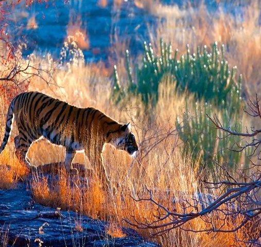 Safari en Inde - Le roi, chez lui - Amplitudes