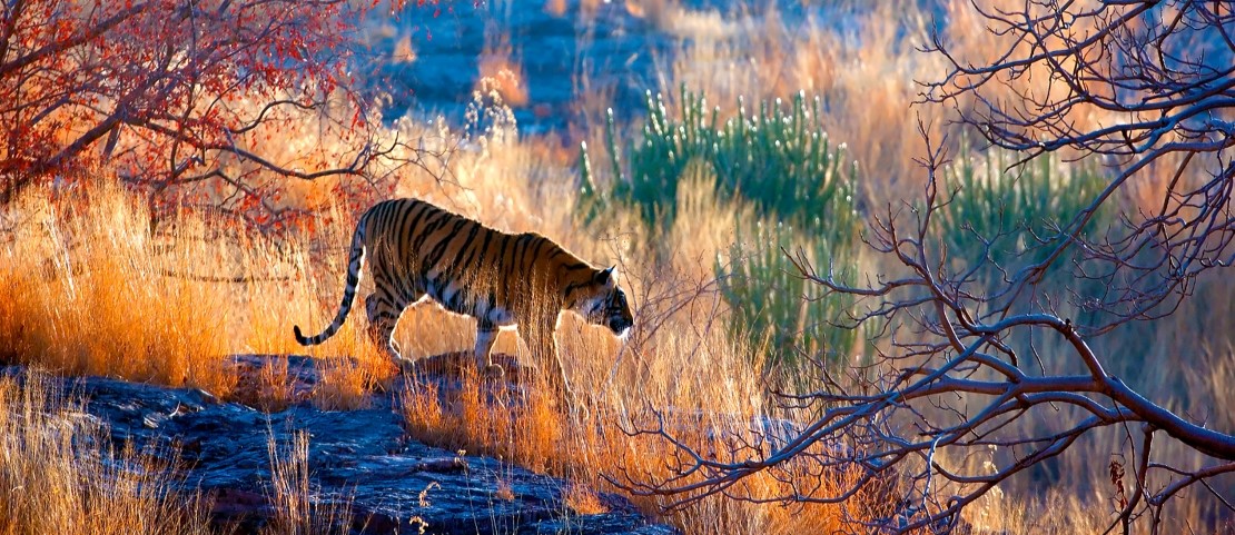 Safari en Inde - Le roi, chez lui - Amplitudes