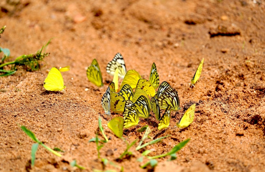 Voyage de luxe en Inde - Papillons de couleur au Parc national de Ranthambore - Amplitudes
