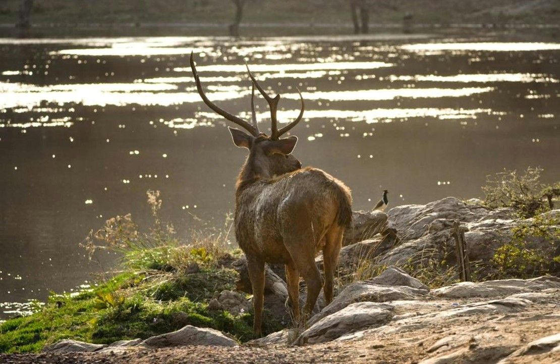 Voyage en nature en Inde - Un sambar se désaltérant dans les eaux du Parc national de Ranthambore - Amplitudes