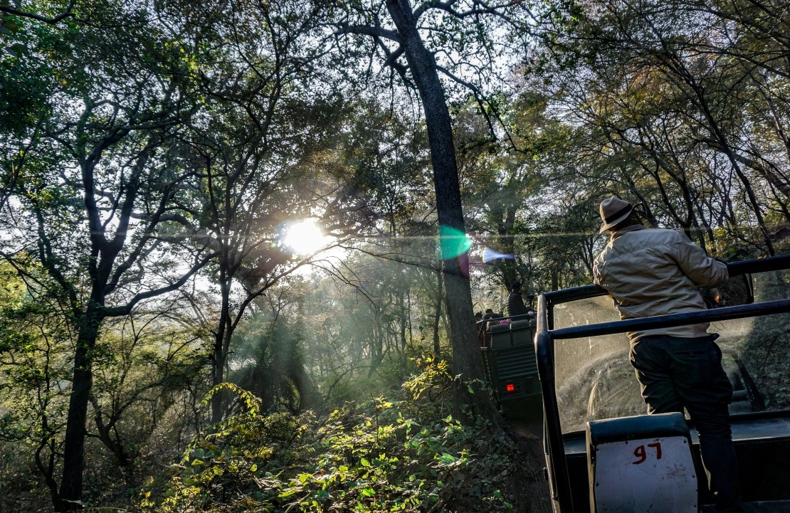 Safari en Inde- exploration à bord d'une Jeep au Parc national de Ranthambore - Amplitudes