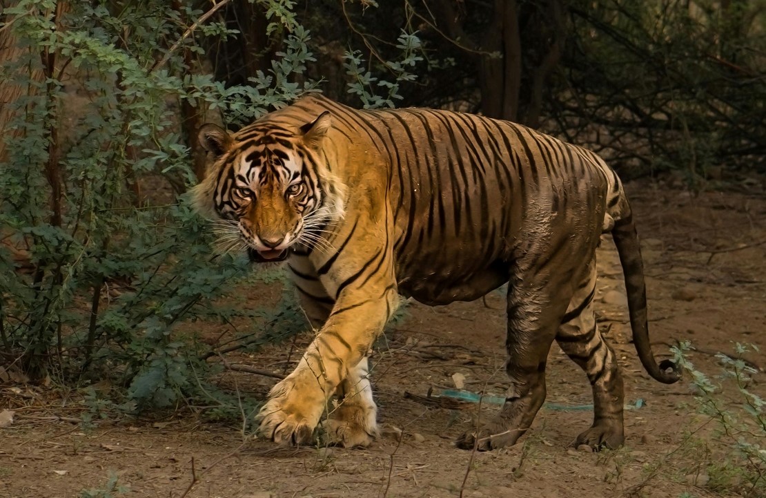 Safari en Inde - Les pépites du Parc national de Sariska - Amplitudes