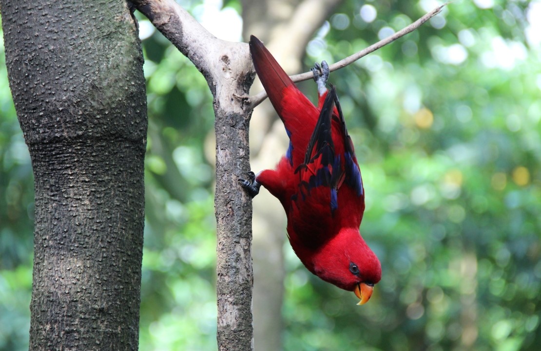 Voyage en famille en Asie - Partez visiter Bali et ses oiseaux aux milles couleurs dans ce magnifique pays d'Asie - Amplitudes