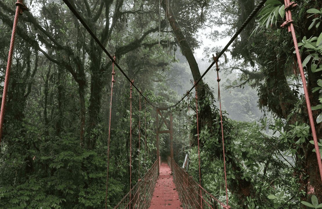 Expériences au Costa Rica – Pont suspendu au cœur de la réserve de Monteverde - Amplitudes