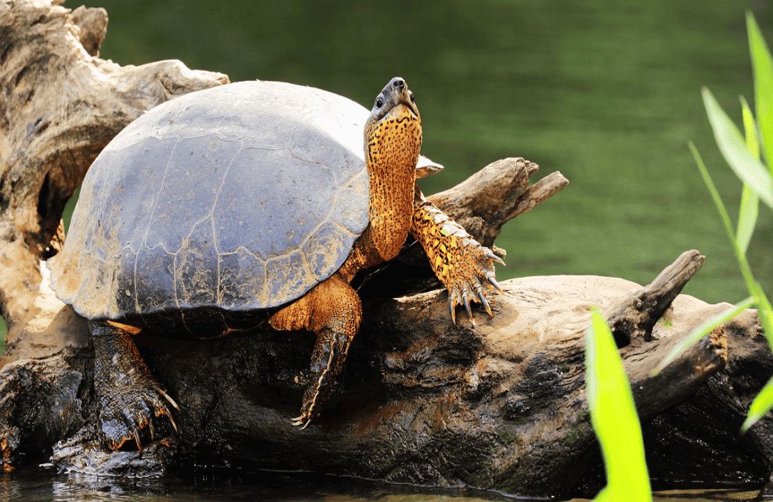 Expériences pour un séjour au Costa Rica – La tortue, emblème du parc national Tortuguero - Amplitudes