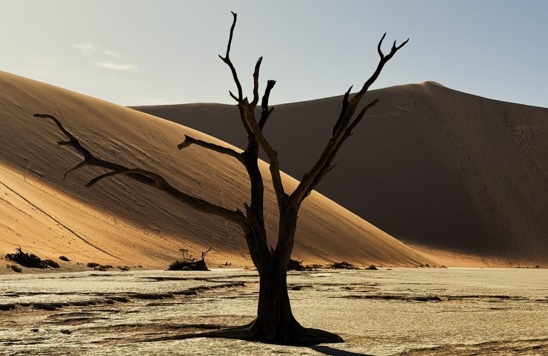 Découverte d'hôtels en Namibie - L'acacia règne au milieu du désert du Namib - Amplitudes