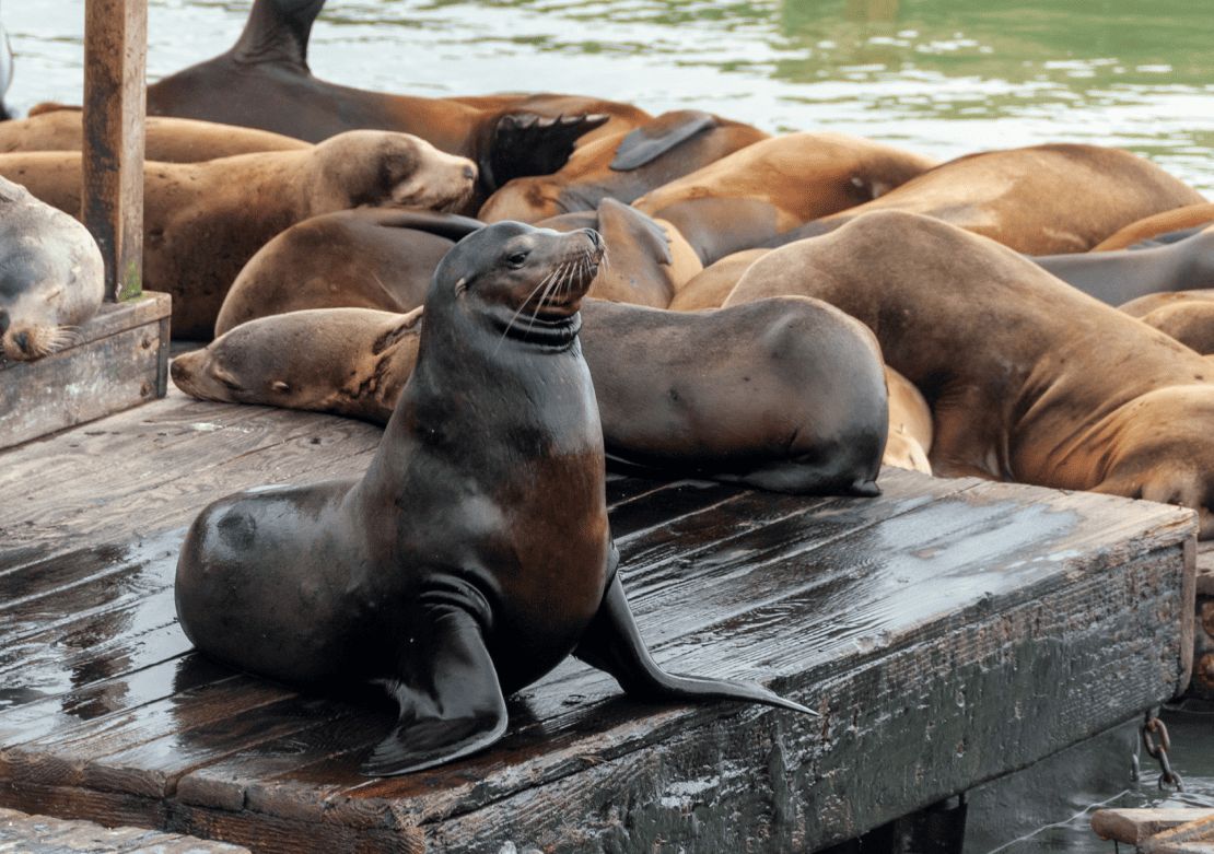 Quartier de San Francisco à découvrir – Les lions de mer se prélassent sur la Pier 39 - Amplitudes