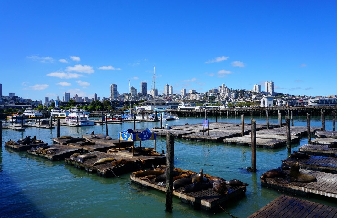 Incontournables d'un voyage à San Francisco - Bien arrivés sur la Pier 39 - Amplitudes 