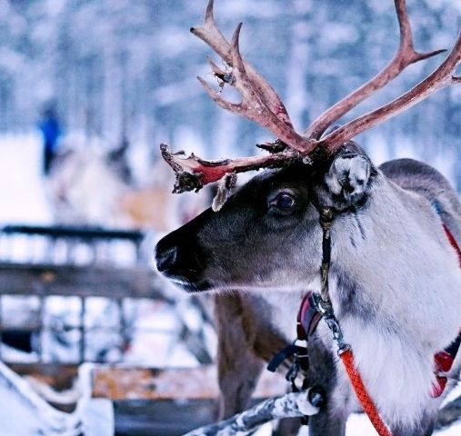 Un Noël féérique sous les aurores boréales – Amplitudes