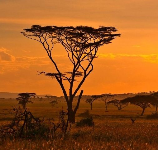 Voyage en Afrique sur mesure - fêtes de Noël - Amplitudes