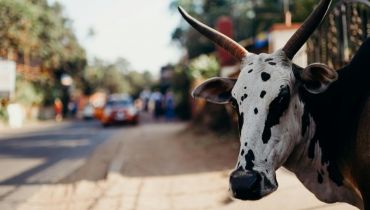 Voyage en Inde du sud sur mesure - Une vache sacrée dans la rue - Amplitudes