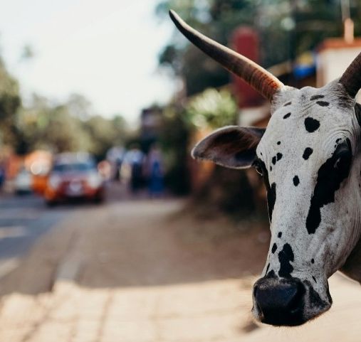 Voyage en Inde du sud sur mesure - Une vache sacrée dans la rue - Amplitudes