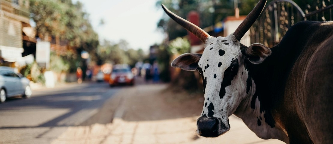 Voyage en Inde du sud sur mesure - Une vache sacrée dans la rue - Amplitudes