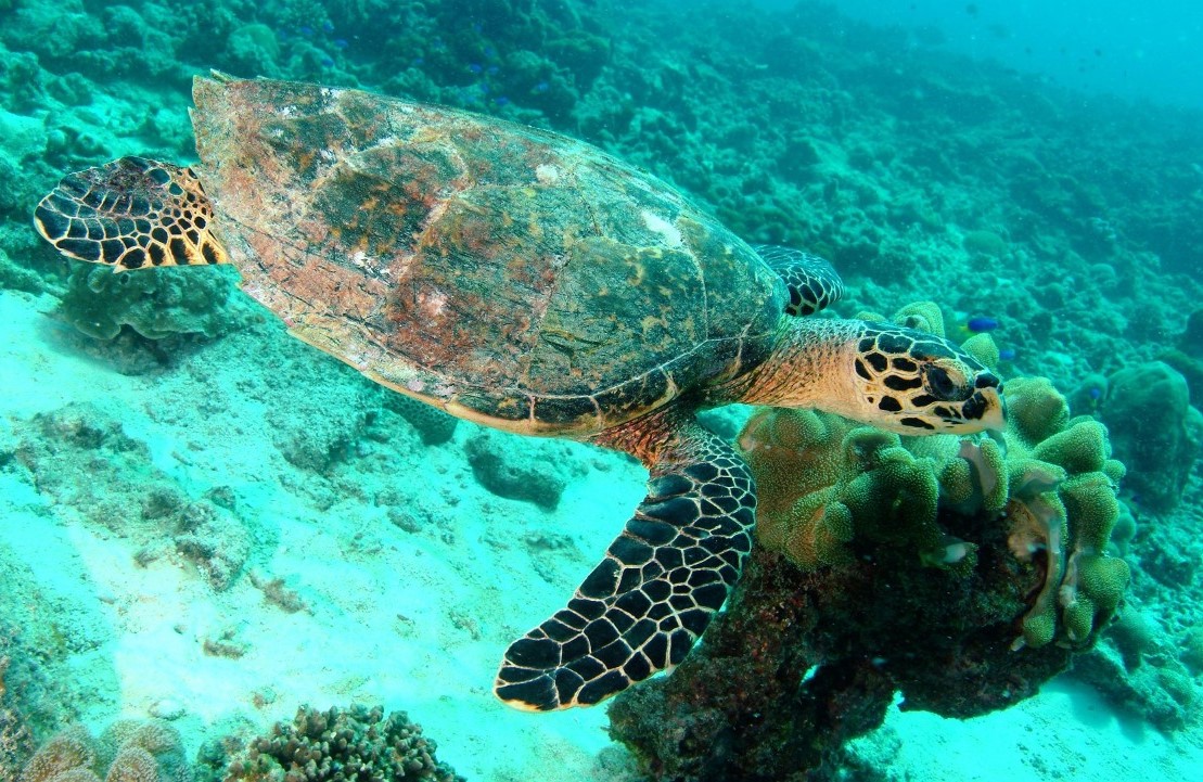 Escapade aux Seychelles - Fonds marins - Amplitudes