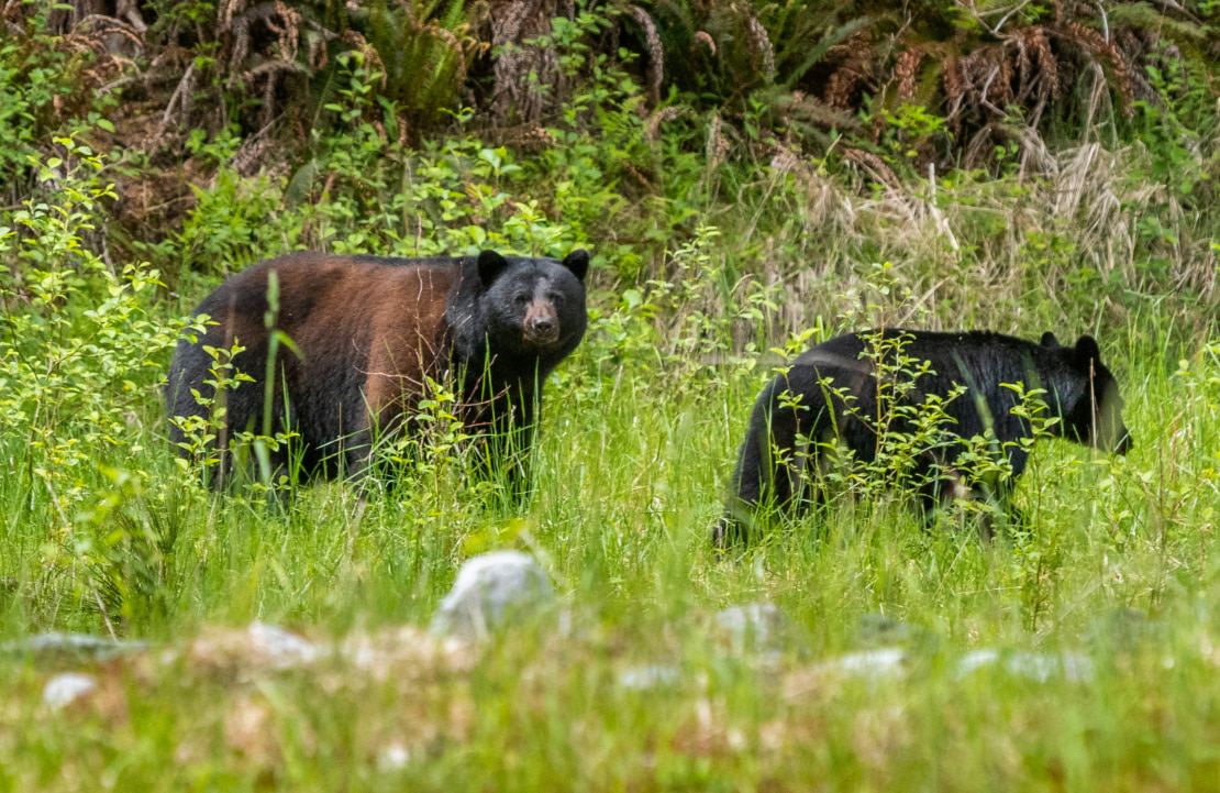 Voyage en famille à Vancouver - Les ours noirs - Amplitudes