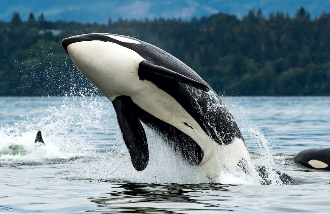 Voyage pour visiter l'île de Vancouver - Une orque dans la baie - Amplitudes