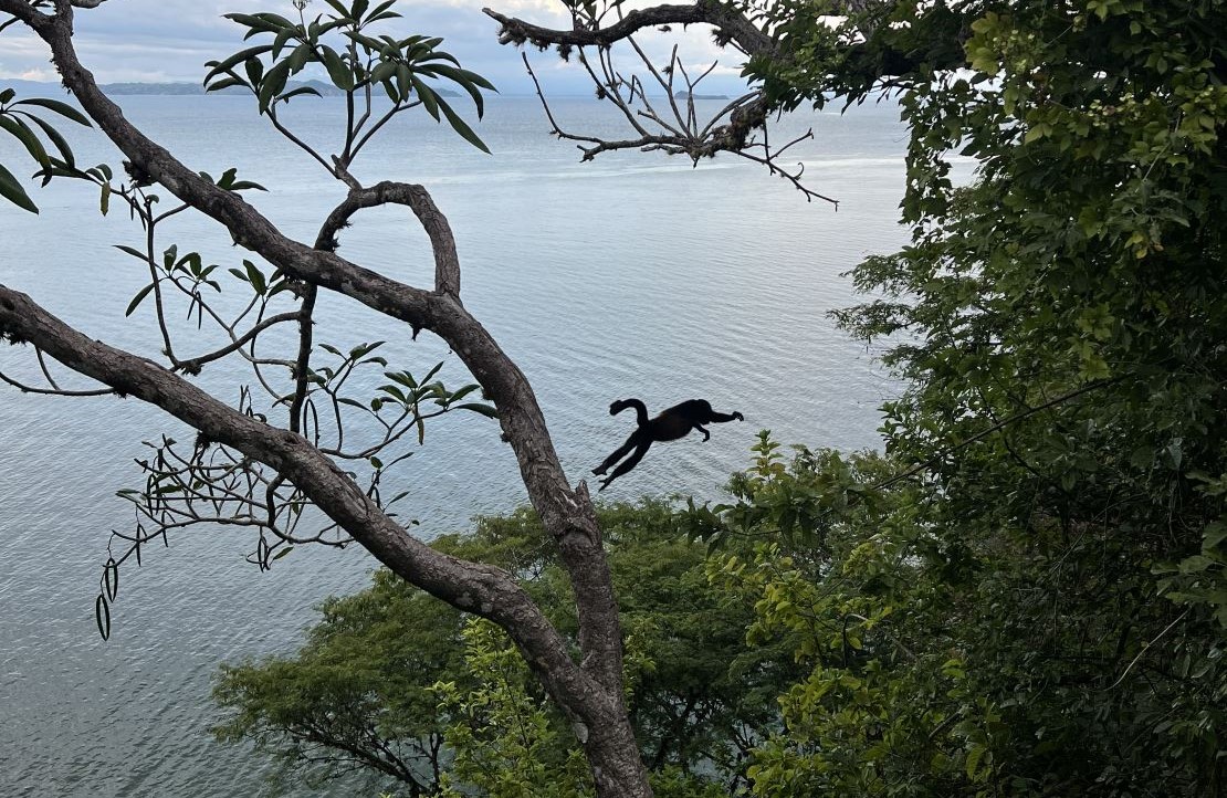 Voyage au Costa Rica - Un animal surgissant comme un trésor de l'année - Amplitudes