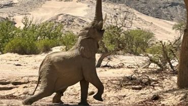 Voyage en Namibi - L'une des plus belles photos de safari dans la savane - Amplitudes
