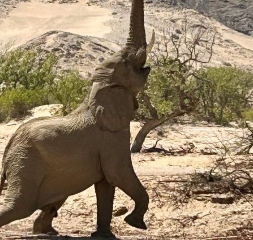 Voyage en Namibi - L'une des plus belles photos de safari dans la savane - Amplitudes