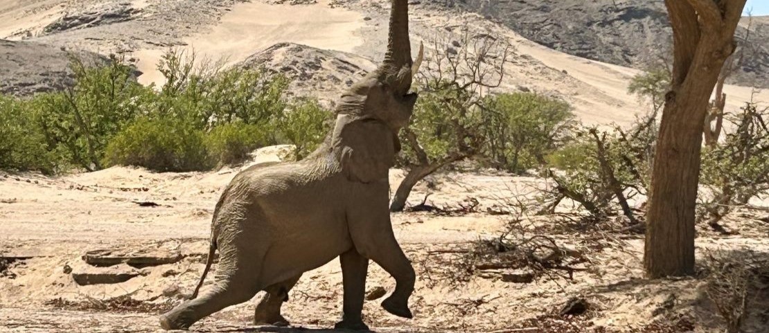Voyage en Namibi - L'une des plus belles photos de safari dans la savane - Amplitudes