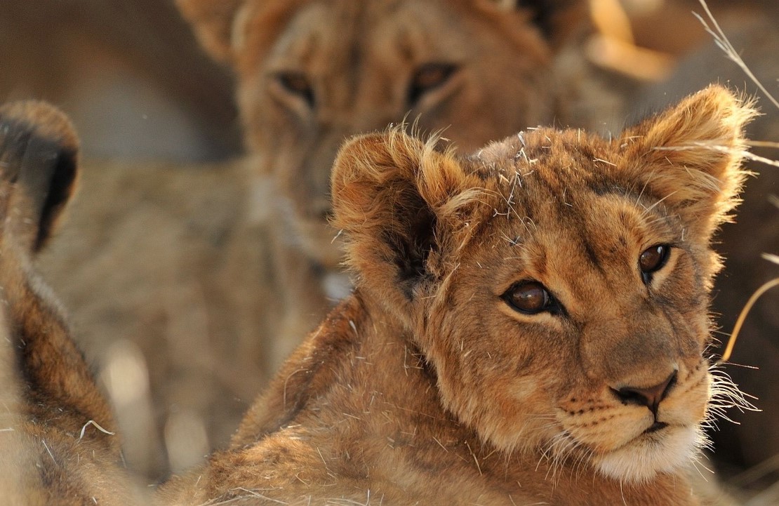 Voyage en Afrique du Sud - Un lion au Kruger National Park - Amplitudes