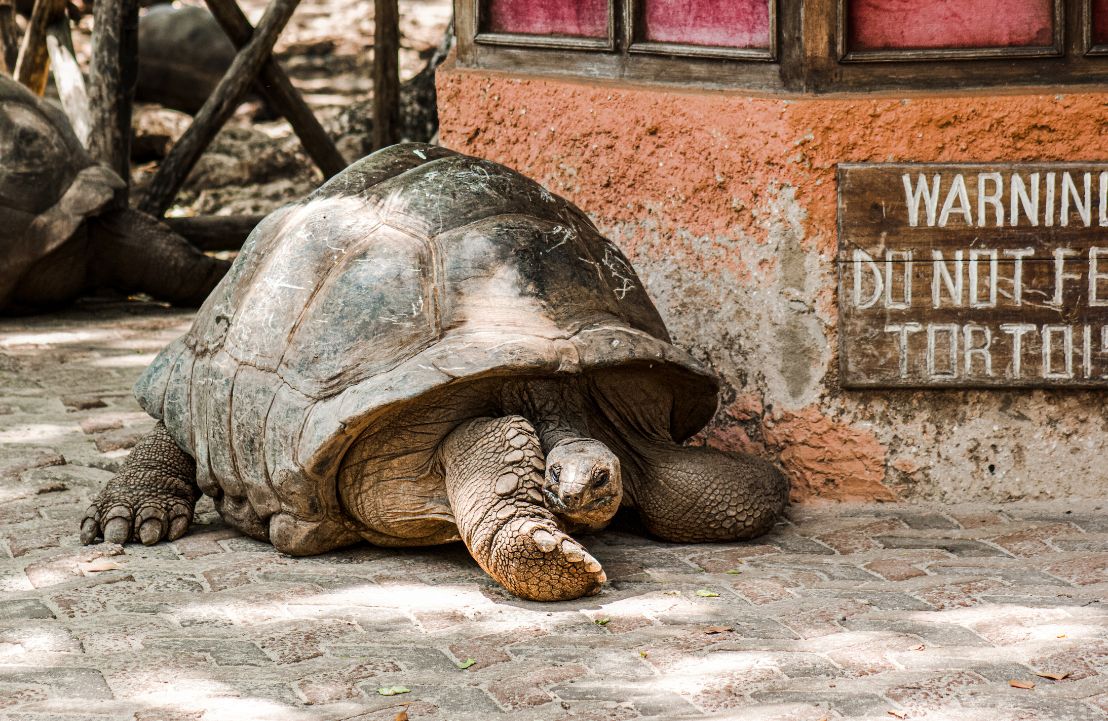 Expédition à Zanzibar - Les tortues géantes d'Aldabra - Amplitudes