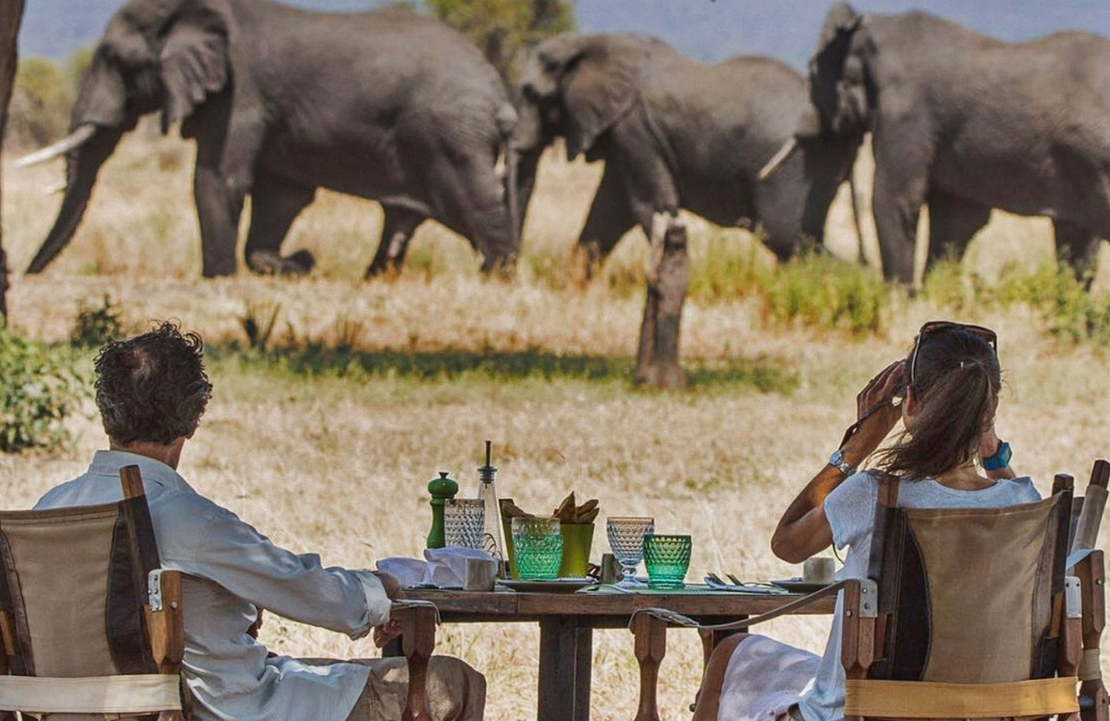 Safari à Chem Chem - à la rencontre des éléphants tanzaniens à Chem Chem- Amplitudes