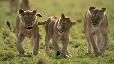 Voyage en Tanzanie - nos concessions privées - Amplitudes