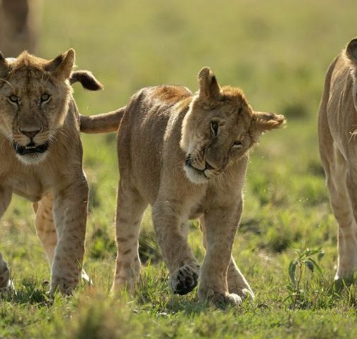 Voyage en Tanzanie - nos concessions privées - Amplitudes