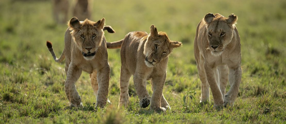 Voyage en Tanzanie - nos concessions privées - Amplitudes