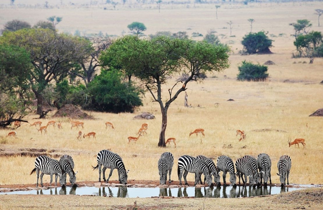 Séjour en Tanzanie - Une assemblée de zèbres qui se désaltère à Grumeti - Amplitudes