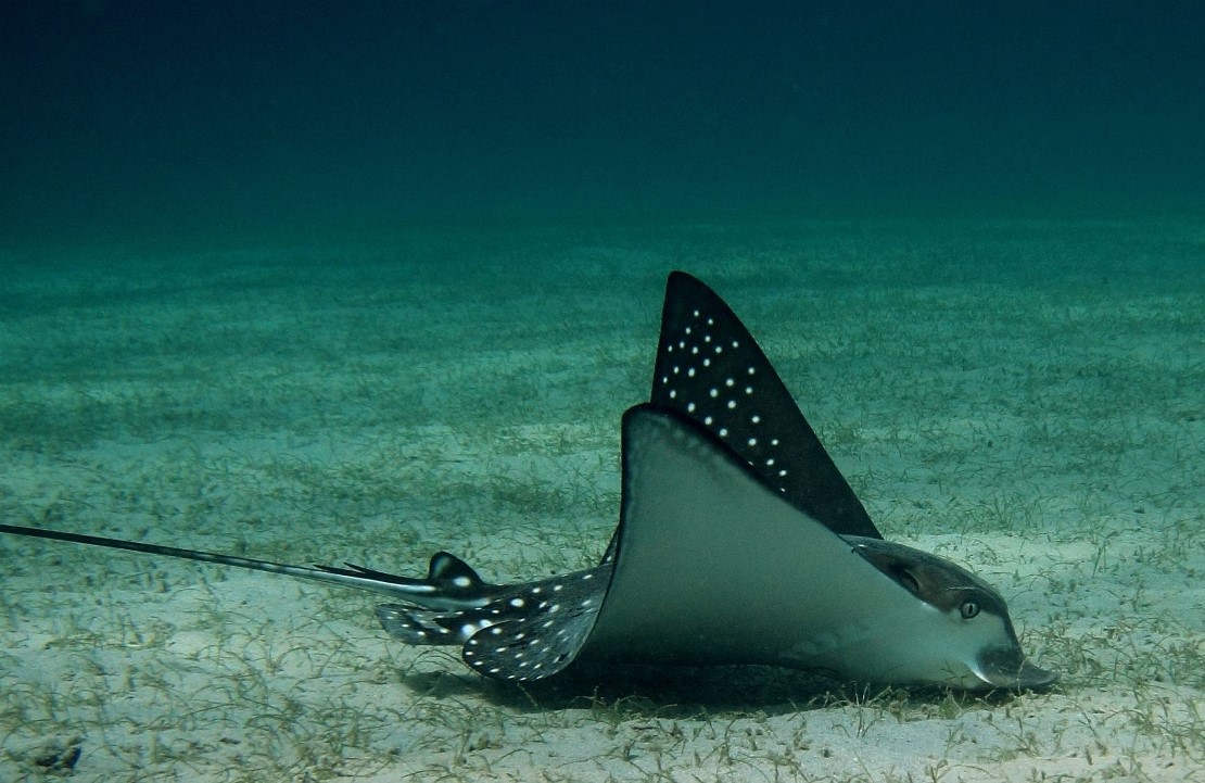 Escapade familiale en Tanzanie - Une raie à Mnemba Island - Amplitudes