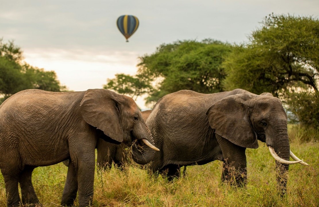 Safari en montgolfière en Tanzanie - Des éléphants au parc du Tarangire - Amplitudes